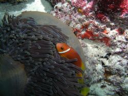 Clown fish, Maldives. Oympus C5050Z by Nick Bruton 